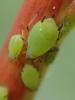 Aphis spiraecola